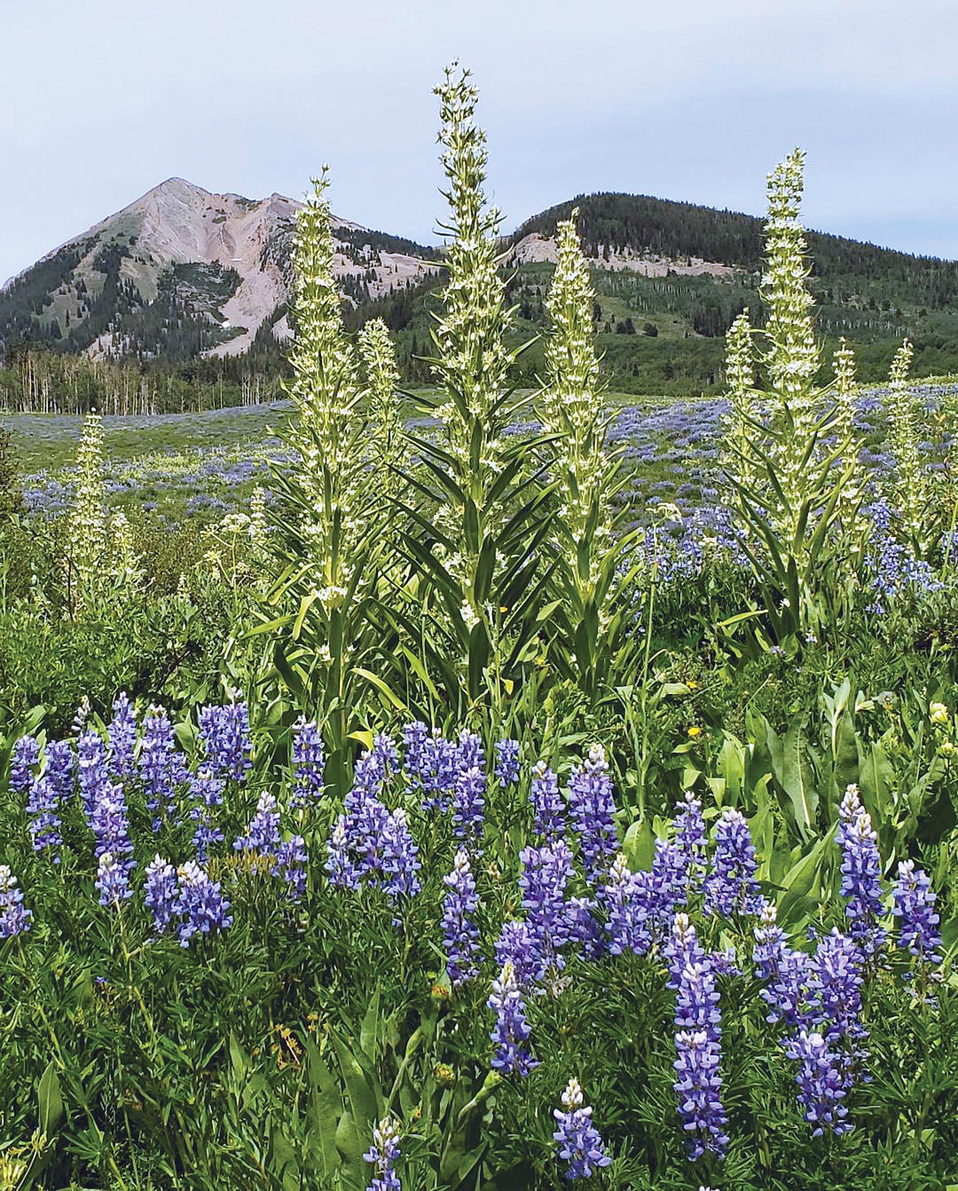 Green gentians tower over some purple lupine in a meadow near Gothic. Photo Courtesy: Bernie Nagy