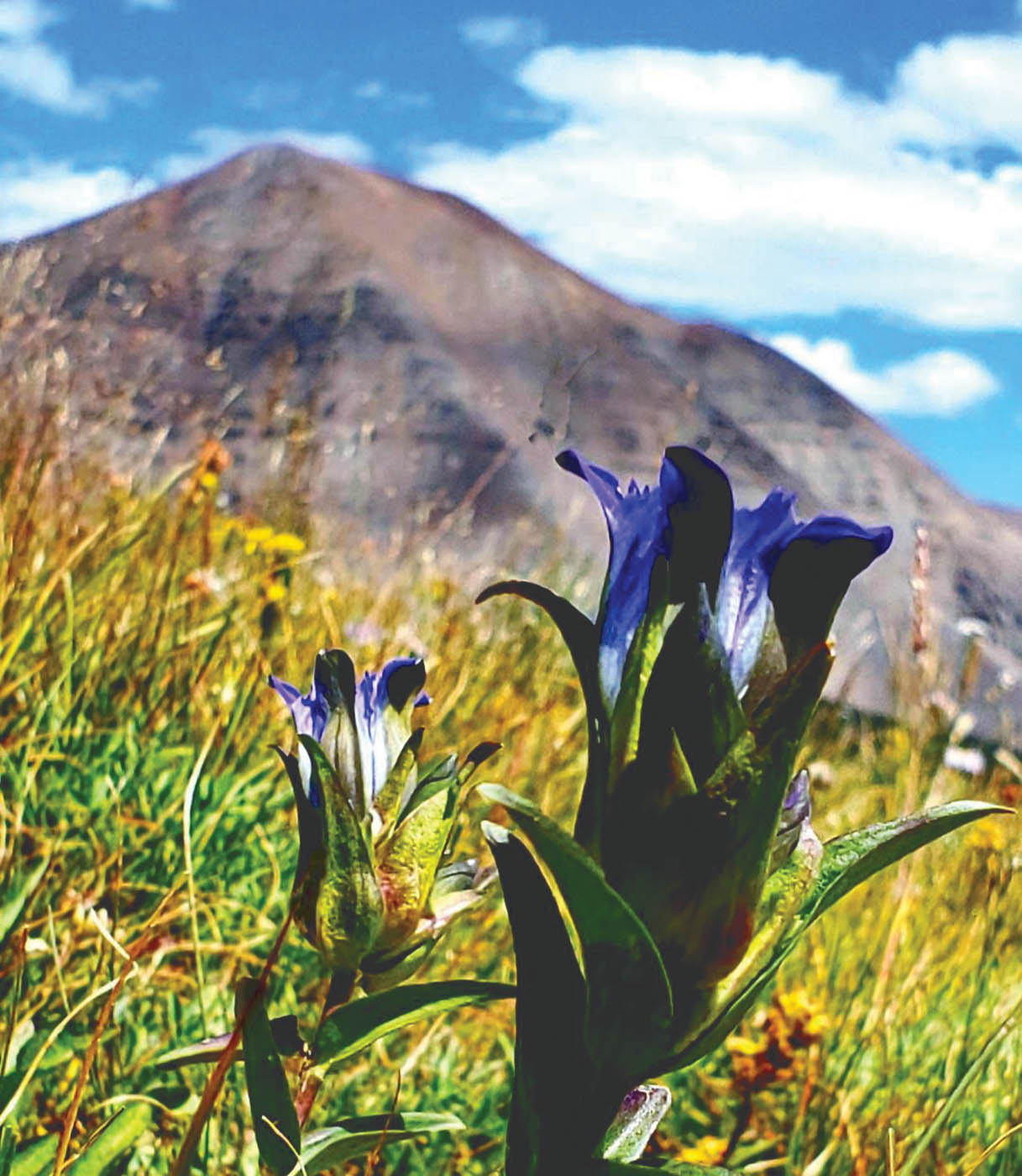 Here is a close-up of Parry’s gentian, also known as the mountain gentian. It was named after 19th century botanist, Charles Parry. (Picasa)