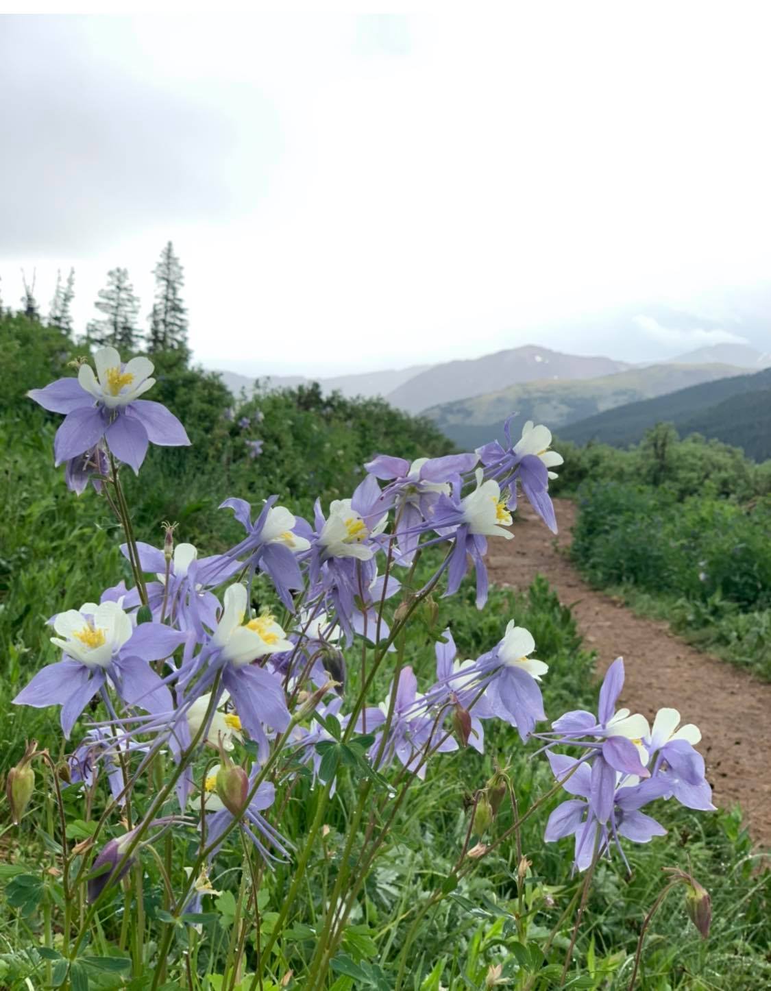 The colorful display is often best explored from mid-July to early-August. Photo Credit: Ashley Bennett.