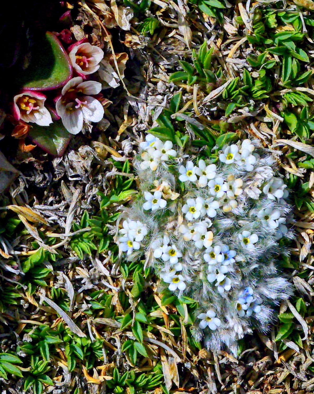 Rock jasmine and spring beauty at 14,000 feet after snow melt at Mount Evans. Photo Courtesy: Bernie Nagy (Picasa)