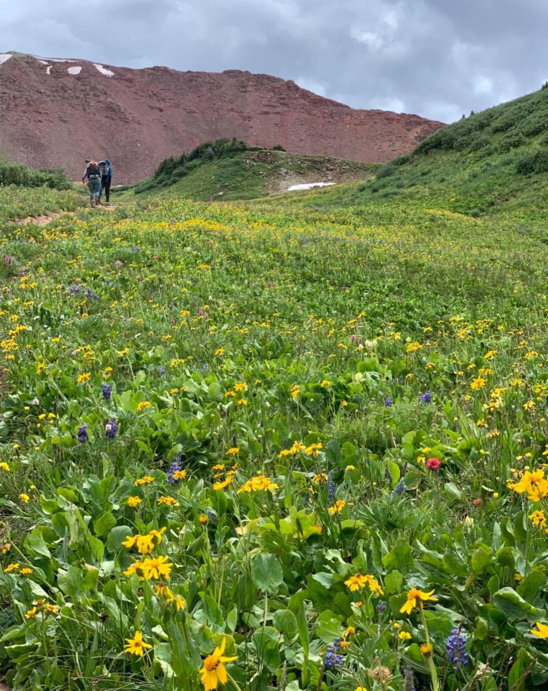 Come summertime, the tundra explodes into a mountain mix of color. Photo Credit: Breanna Sneeringer, OutThere Colorado.