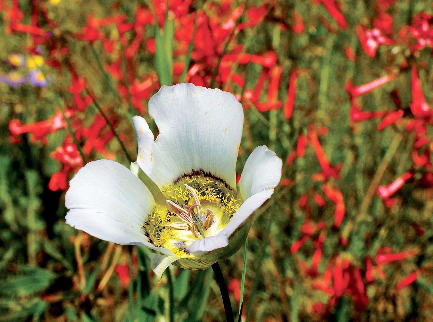 The mariposa lily (mariposa means butterfly in Spanish) might look like a fancy florist’s flower but this native perennial shows up all on its own during a hike in Summit County. Photo Courtesy: Bernie Nagy (Picasa)