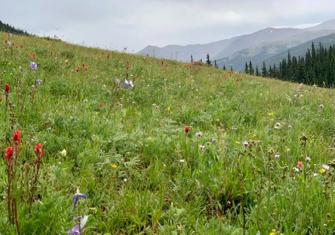 2. Herman Gulch (Idaho Springs)If you're wild about wildflowers, then the Herman Gulch Trail is the perfect summer escape for you. Out-and-back, the moderately rated trail is roughly 7 miles with an elevation gain of about 1,781 feet. Photo Credit: Breanna Sneeringer, OutThere Colorado.