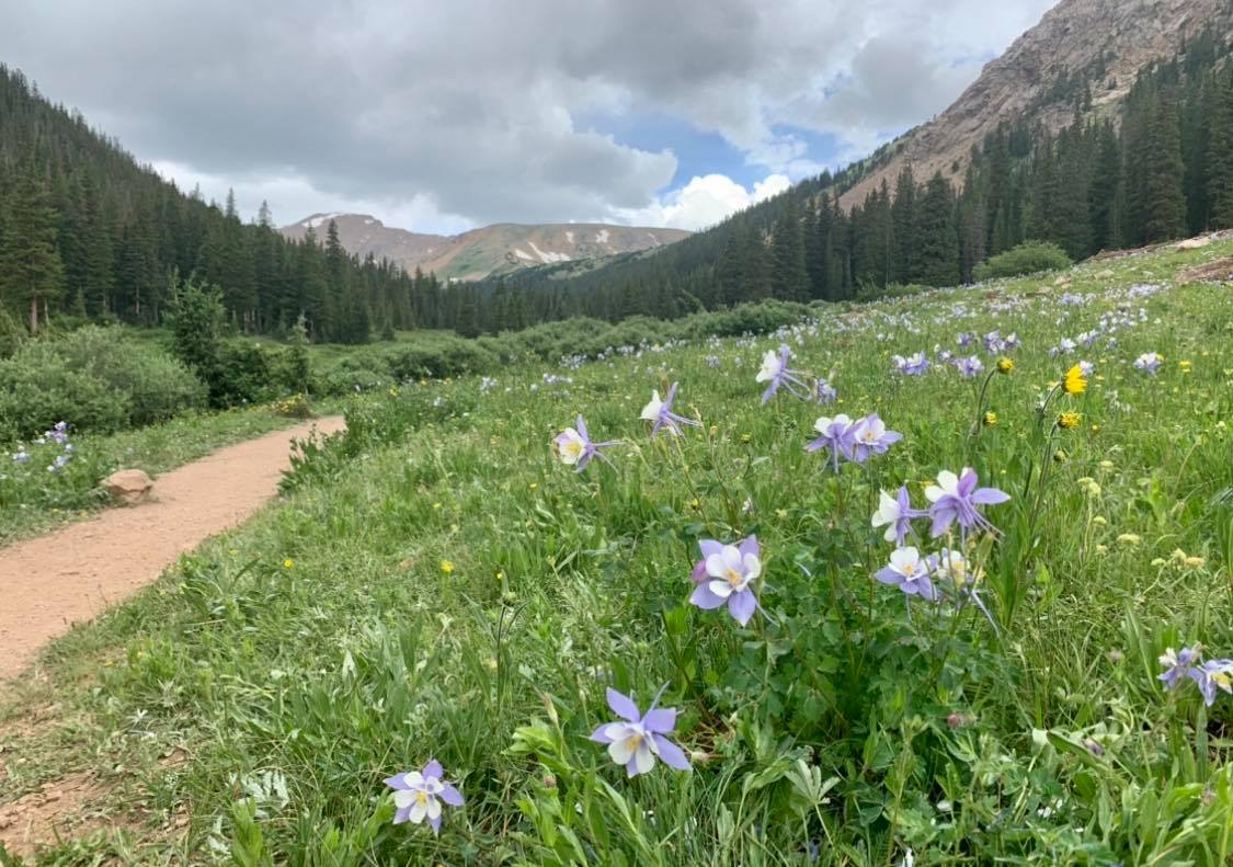 Be sure to keep your eyes peeled for wildlife. The alpine gulch is a beloved spot for moose to graze. Photo Credit: Breanna Sneeringer, OutThere Colorado.