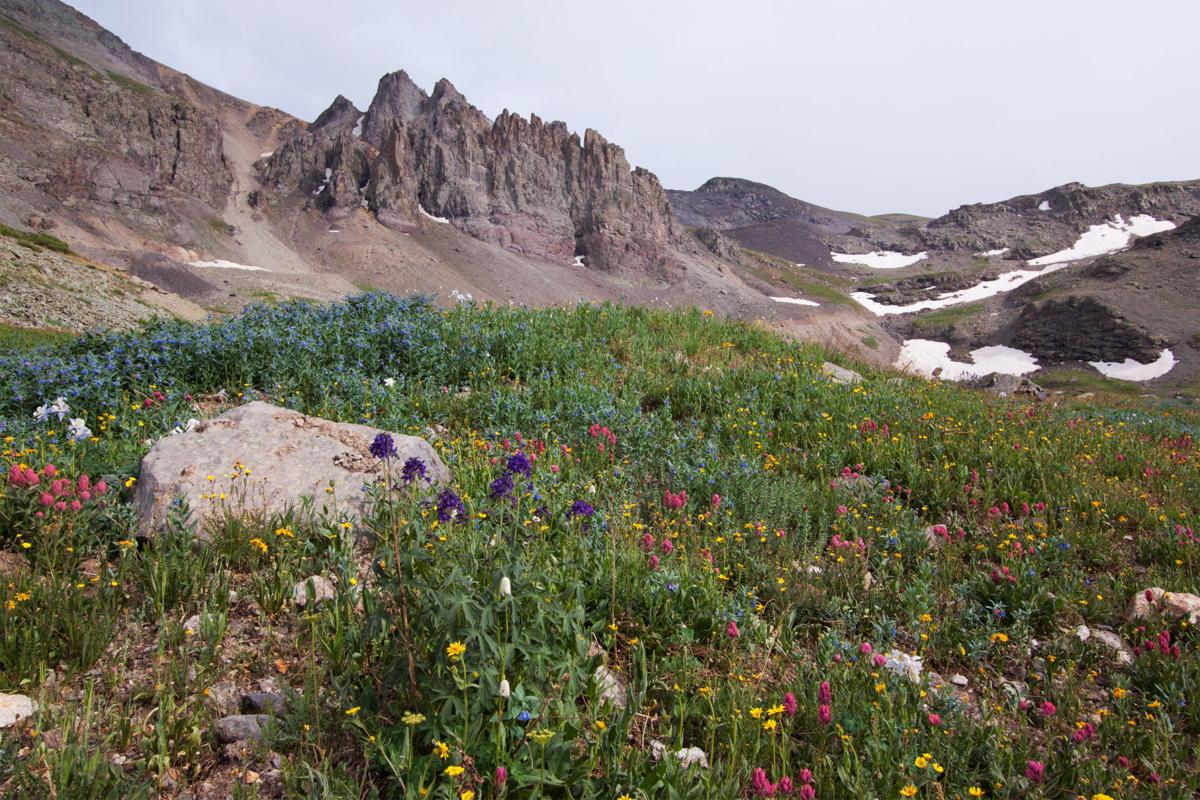 5. Imogene Pass (Telluride)For a long-distant trek in the San Juan Mountains, a rainbow of alpine flora awaits on Imogene Pass. Offering 17.5 miles of out-and-back beauty, the 13,114-foot mountain pass is covered in wildflowers. Note that access to Imogene Pass can close down occasionally – check before planning a trip. Photo credit: Alan Stark (flickr)