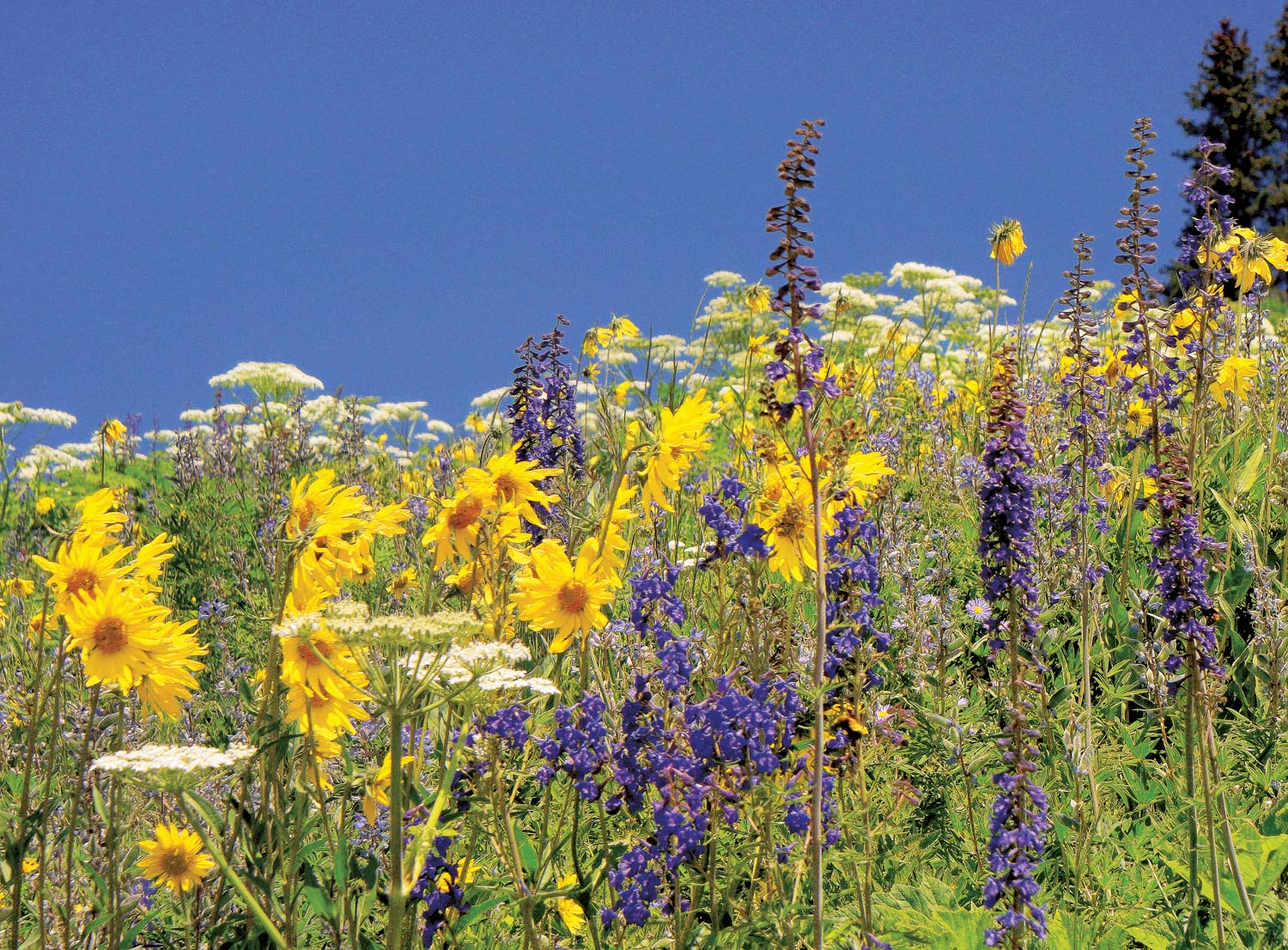 Aspen visitors are awed by meadows like this, blazing with aspen sunflowers, larkspur and wildflowers. Photo Courtesy: Bernie Nagy (Picasa)