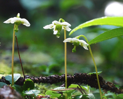 Blink and you will miss the tiny wood nymph growing close to the ground in moist forest soil. Photo Courtesy: Bernie Nagy
