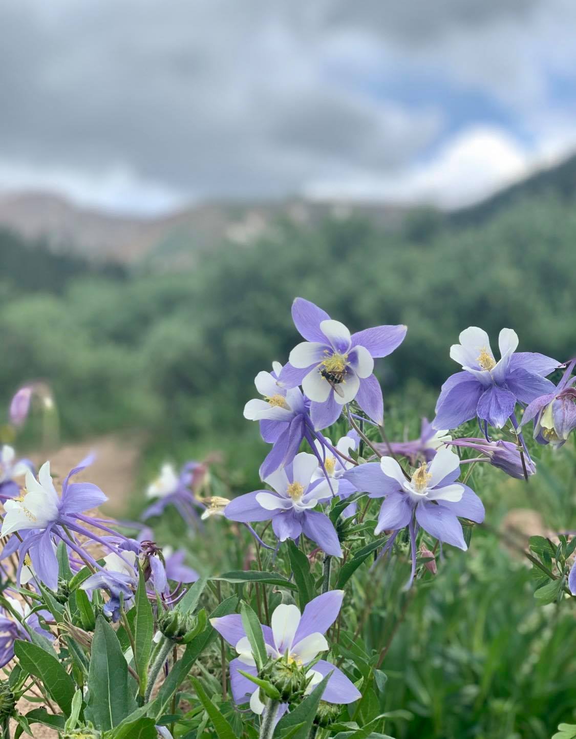You'll see a variety of blooms, including the official state flower – the Columbine. Photo Credit: Breanna Sneeringer, OutThere Colorado.