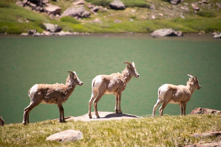07_01_2020 HUMBOLDT PEAK FOURTEENER 0173 .NEF