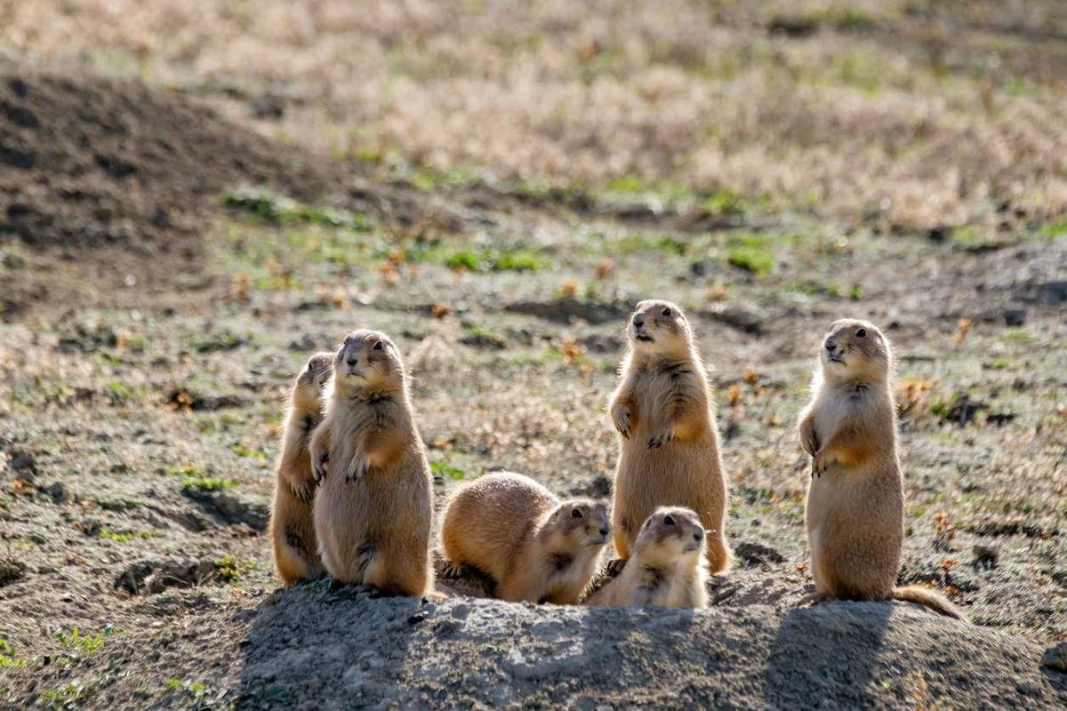 Prairie dogs