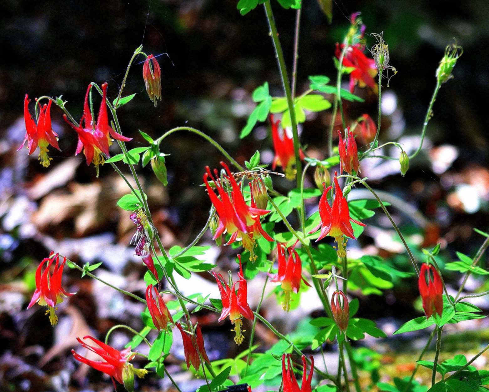 The red columbine is found in moist soil near the edges of woodlands and within clearings. Photo Courtesy: Bernie Nagy (Picasa)