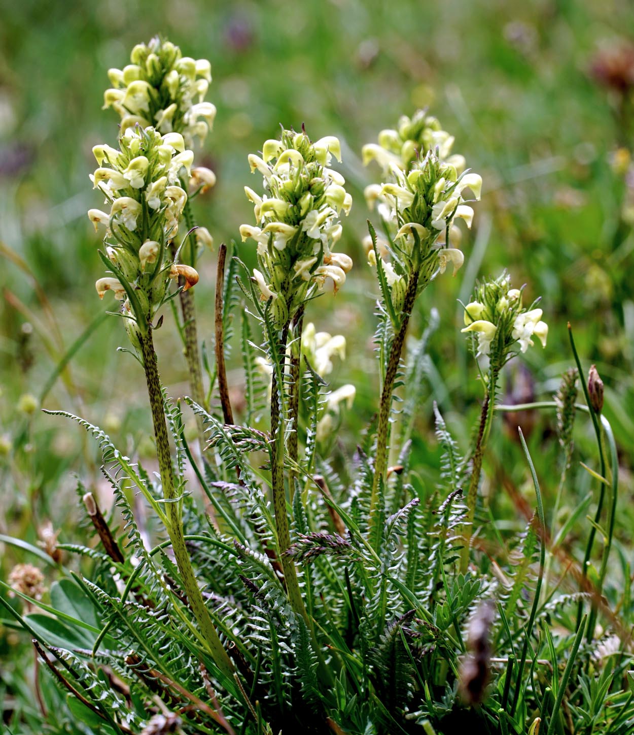 The sickletop lousewort is also called ram’s horn, thanks to its curved petals. These are found along trails and in open forests from 8,000 to over 11,000 feet. Photo Courtesy: Bernie Nagy (Picasa)