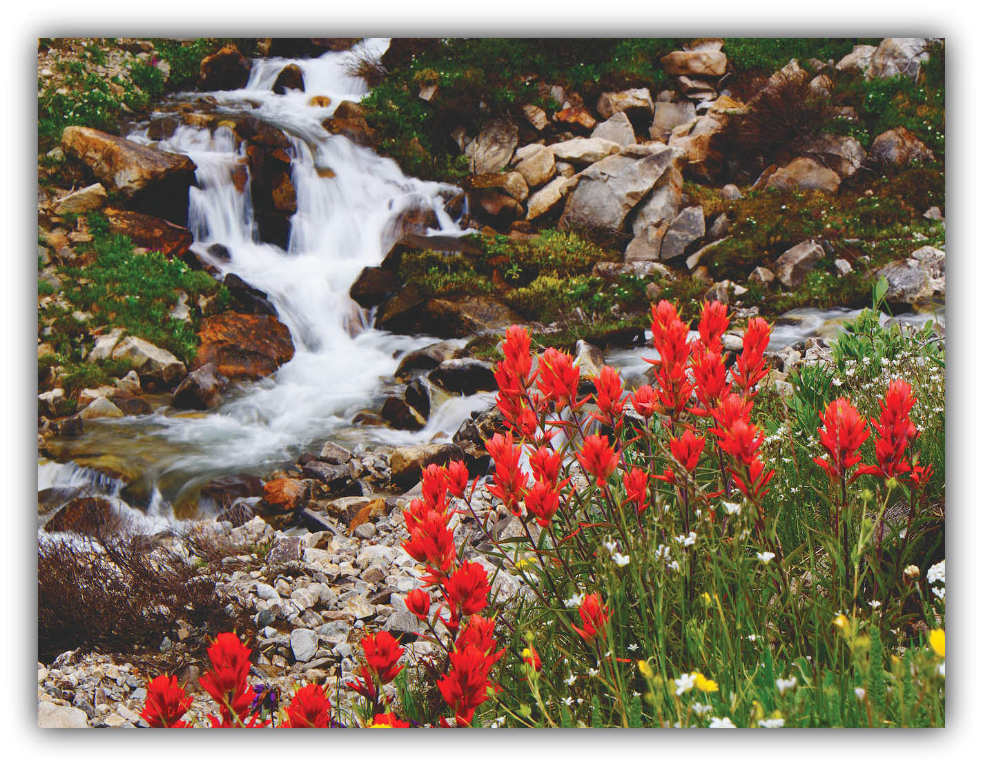 Red paintbrushes may come in salmon or pink because they often hybridize with other paintbrushes. Photo Courtesy: Bernie Nagy (Picasa)