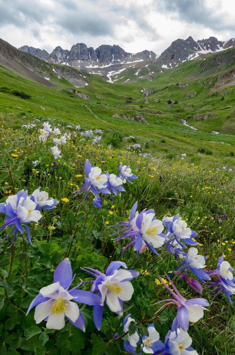 Columbines can also be found blooming along the mountain terrain. Pointing out the state flower is easy due to its unique color combination of white, lavender, and yellow. Photo Credit: James Harris Photography.