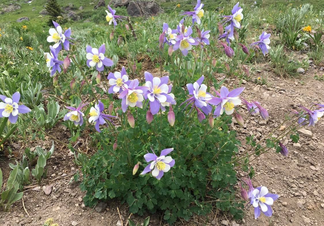 Blooming columbines add to the brilliant mountain scenery. Photo Credit: Breanna Sneeringer, OutThere Colorado.