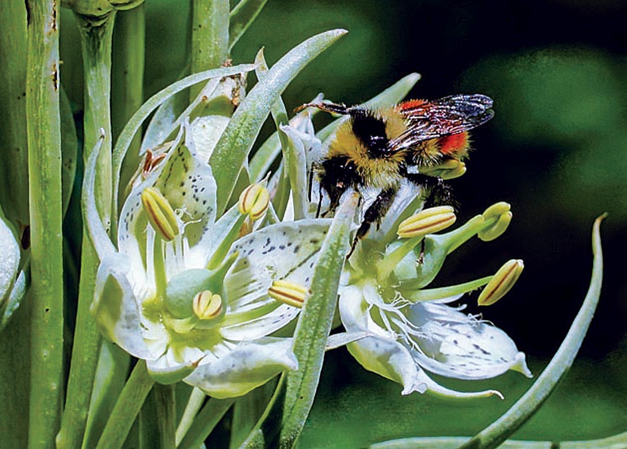 Close-up green gentian blossoms with bee. Photo Courtesy: Bernie Nagy (Picasa)