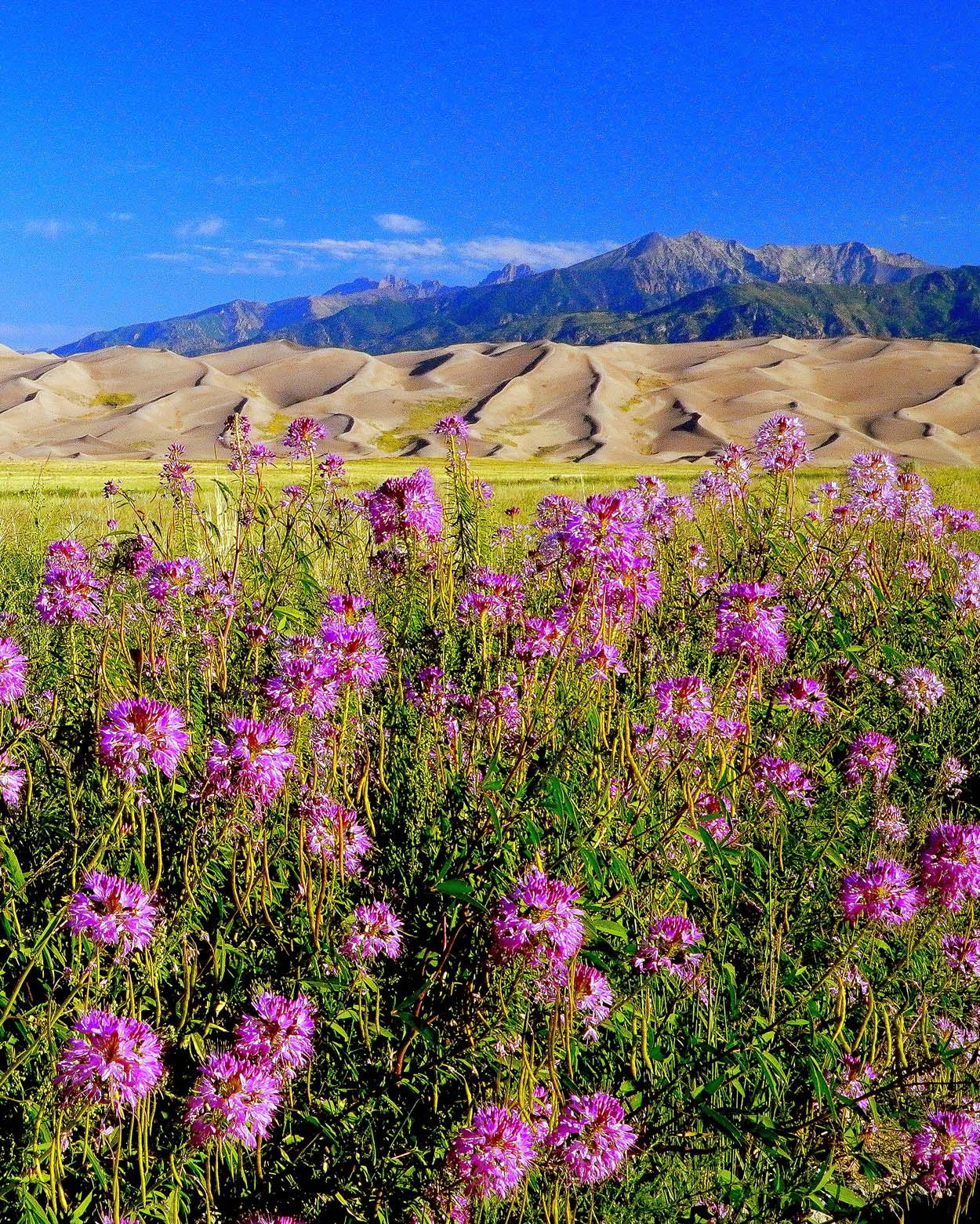 Rocky Mountain beeplant thrive along the road to Great Sand Dunes National Park. These showy plants can grow to 4 feet tall, and as the name implies, they attract bees. Photo Courtesy: Bernie Nagy (Picasa)