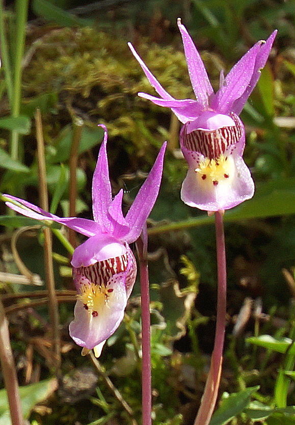 The fairy slipper is a native orchid that grows in small patches or singly on short stems up to five inches high. Photo Courtesy: Bernie Nagy (Picasa)