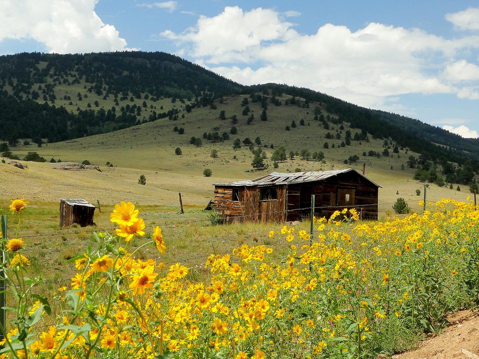 Golden eye sunflowers are among the splashiest of flowers, blooming for many weeks and possessing leaves that feel like sandpaper. Other roadside standouts include blue flax and sometimes fireweed. Photo courtesy: Bernie Nagy (Picasa)