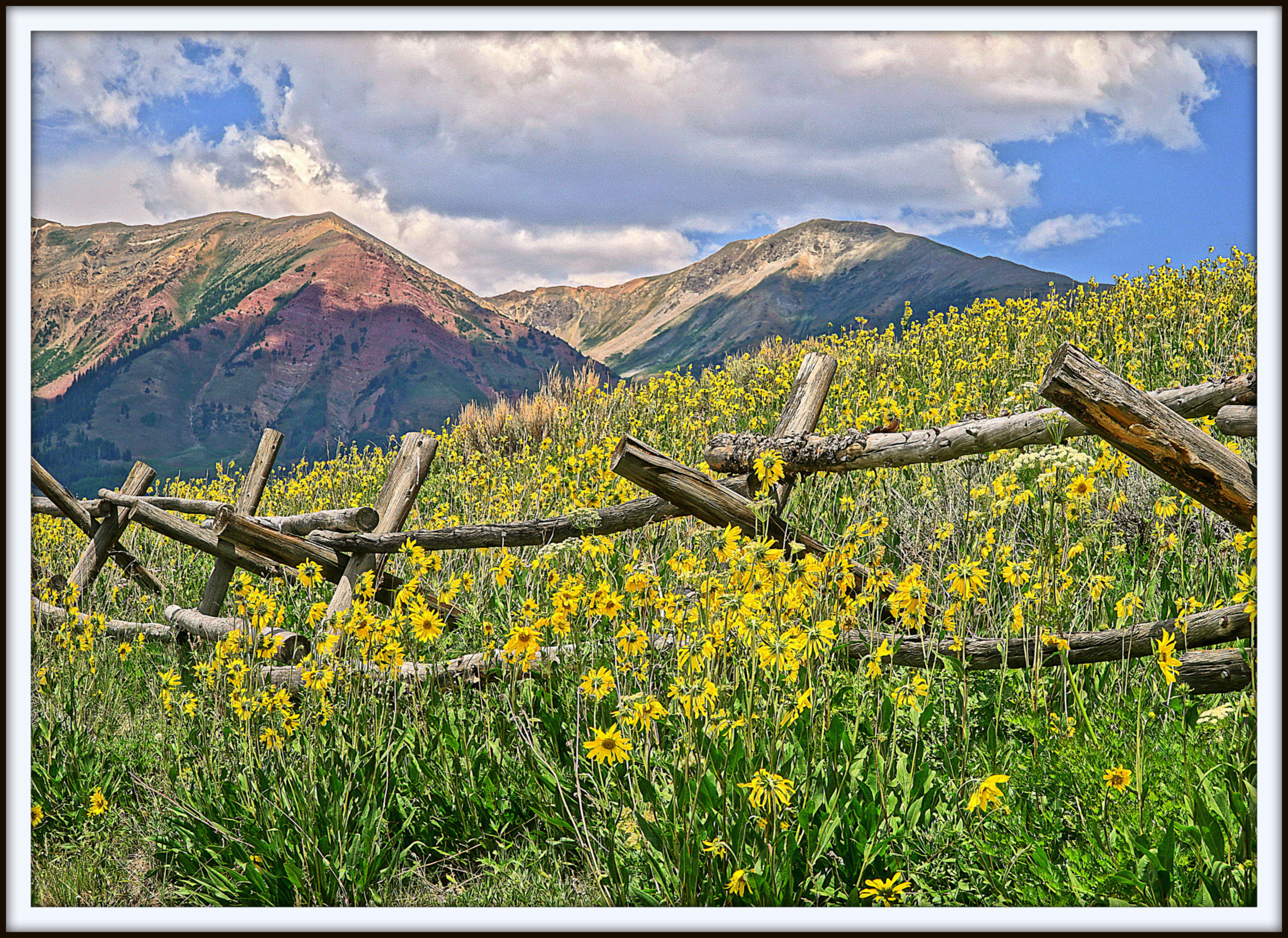 Crested Butte is known for its stunning wildflower season. Aspen sunflowers in this shot frame a picturesque fence along CR 317 toward Gothic. Photo Courtesy: Bernie Nagy (Picasa)