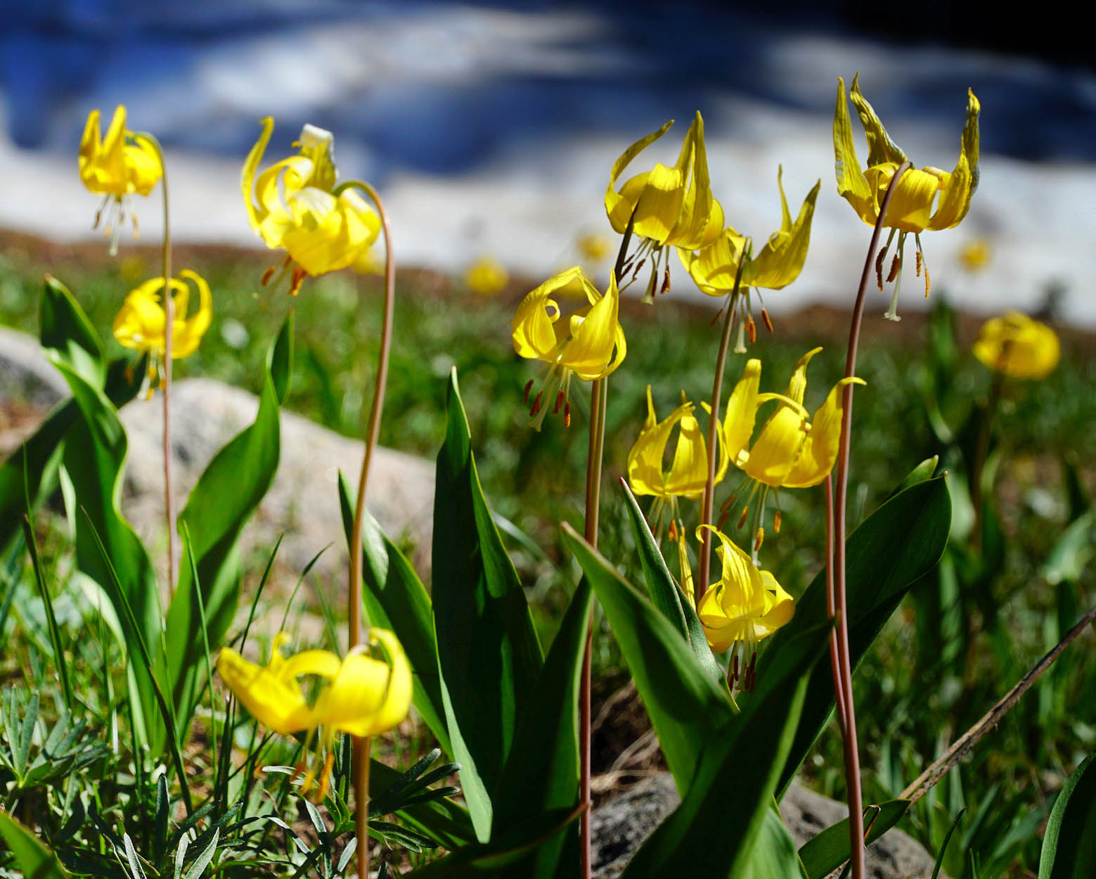 The glacier or avalanche lily arrives when there’s still snow on the ground. Photo Courtesy: Bernie Nagy (Picasa)