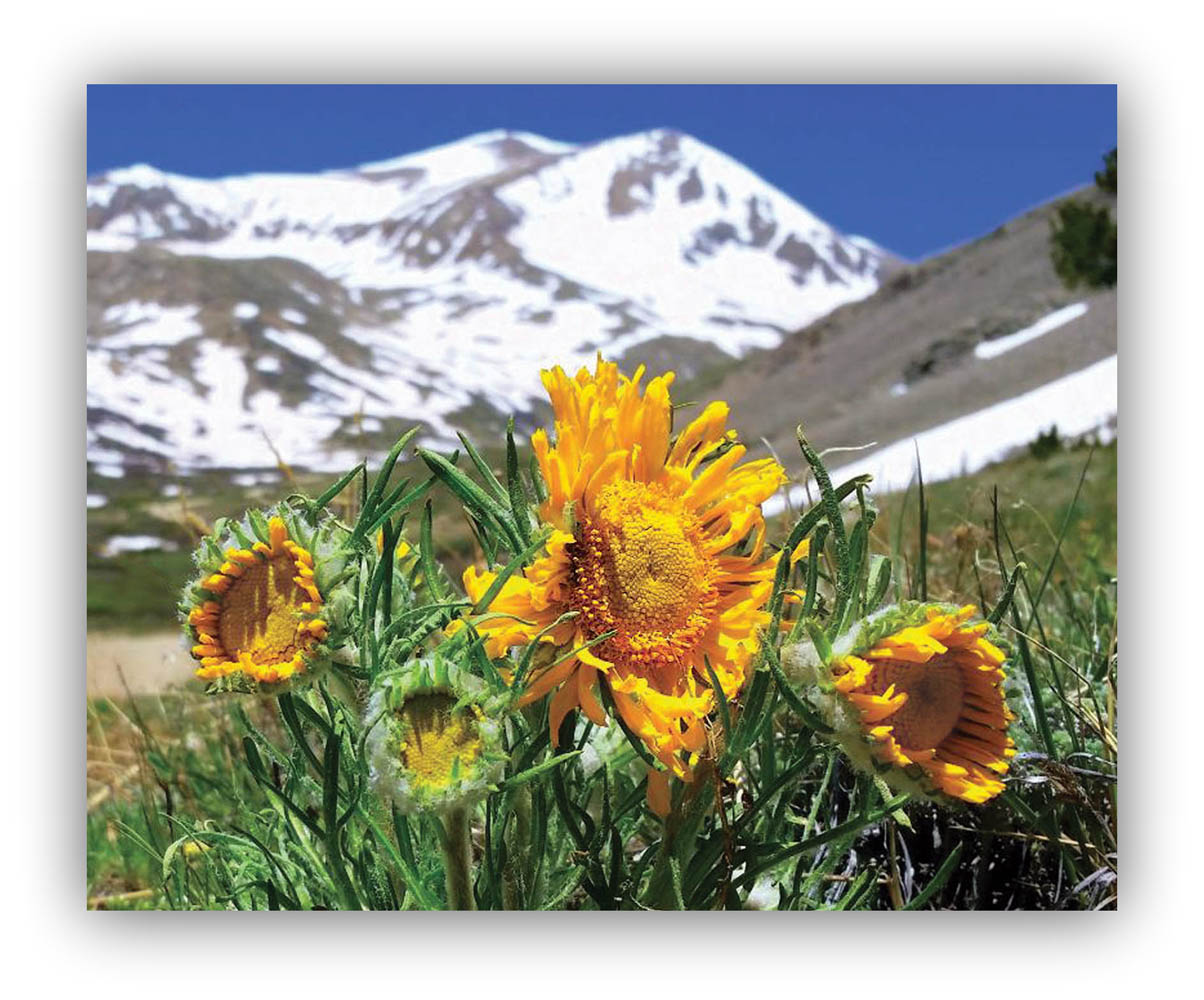 Old man of the mountain are hairy sunflowers that nearly always face east (at Buckskin Gulch near Alma). Photo Courtesy: Bernie Nagy (Picasa)