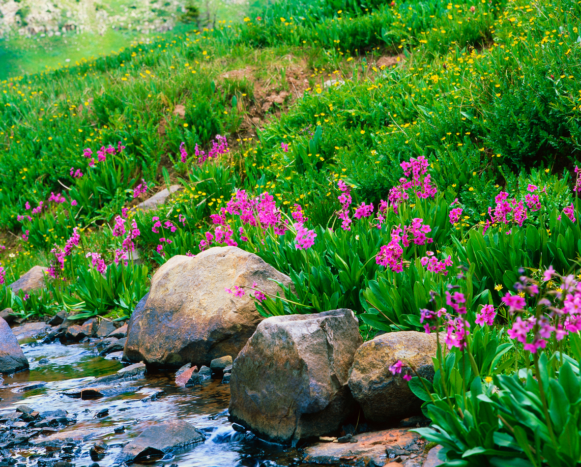 Wildflowers blanket the tundra during the summer months. Photo Credit: Dennis Welker (iStock). (Dennis Welker)