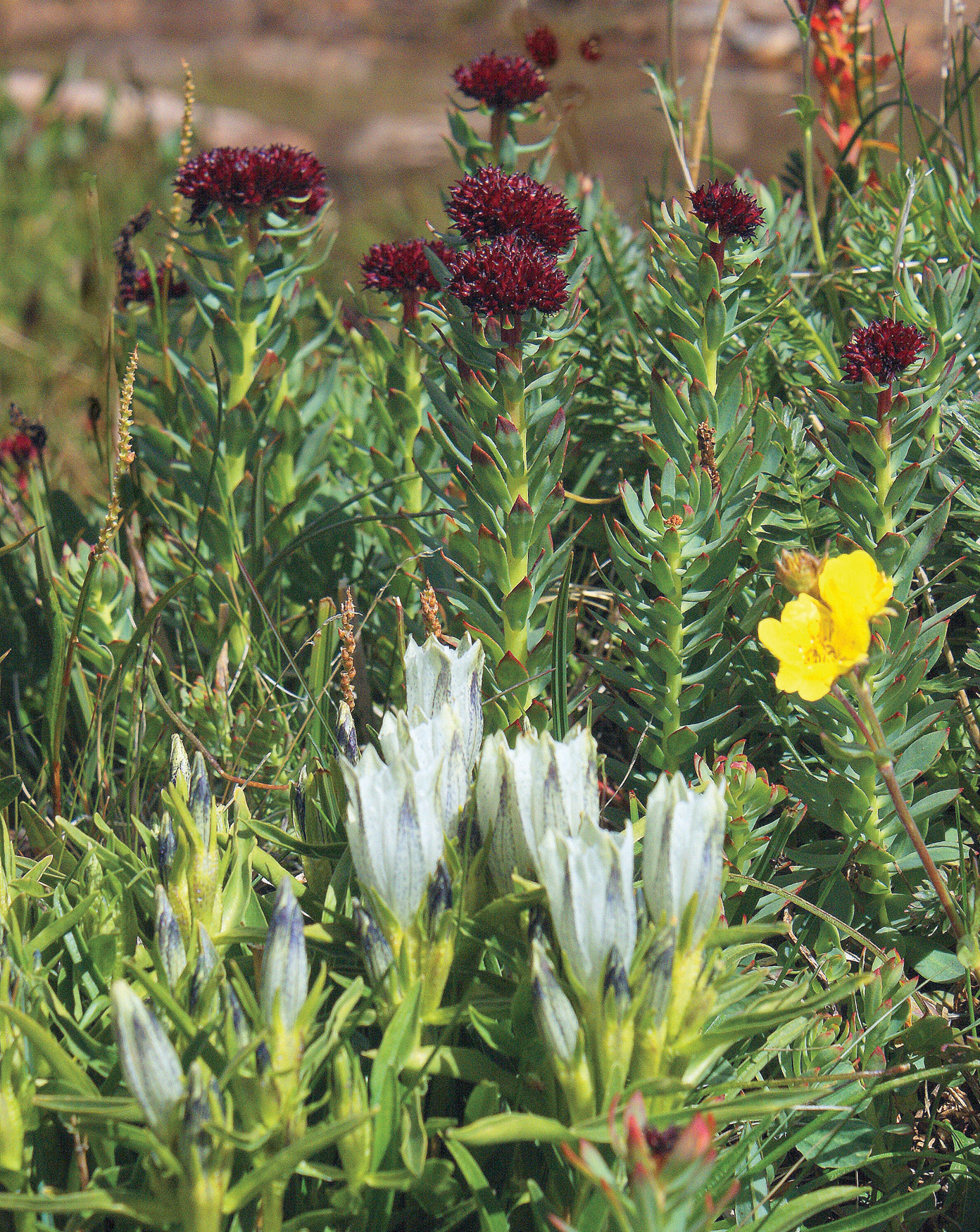 Red king's crown with yellow avens and white arctic gentian. Photo Courtesy: Bernie Nagy