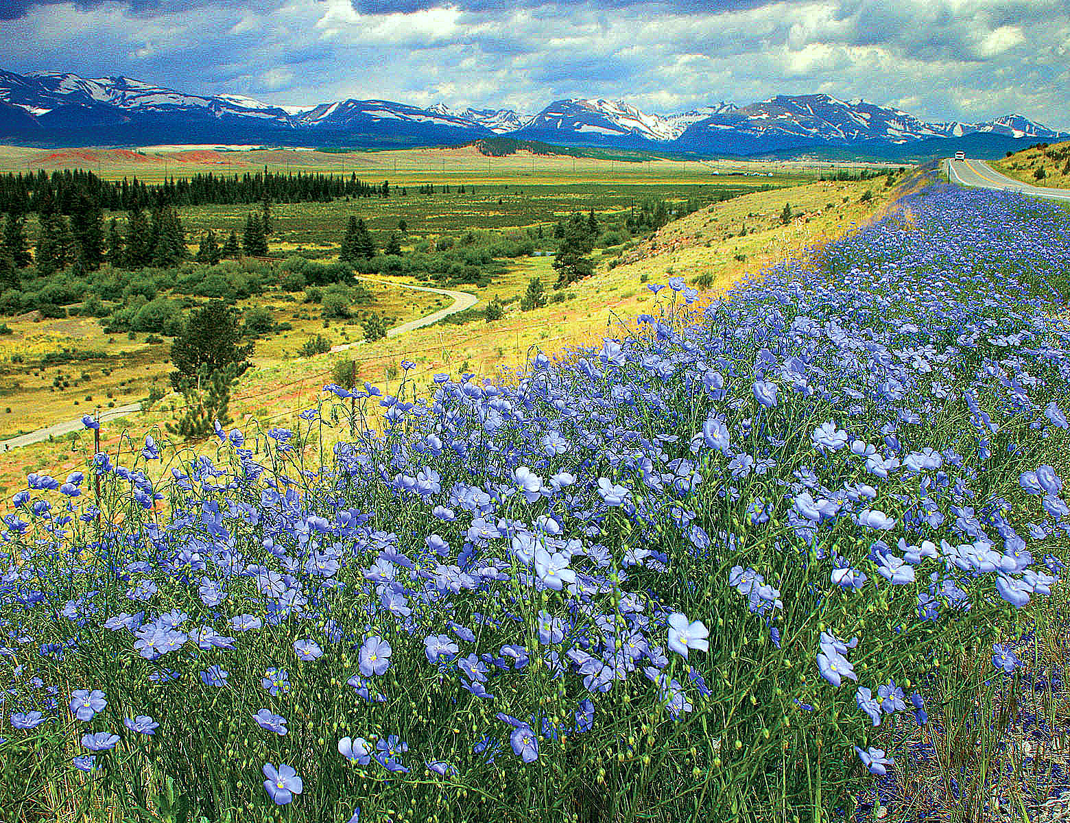 The delightful blue flax possesses flowers that bloom for just one day but the plant has plenty of buds to keep them blooming throughout the season. Photo Courtesy: Bernie Nagy (Picasa)
