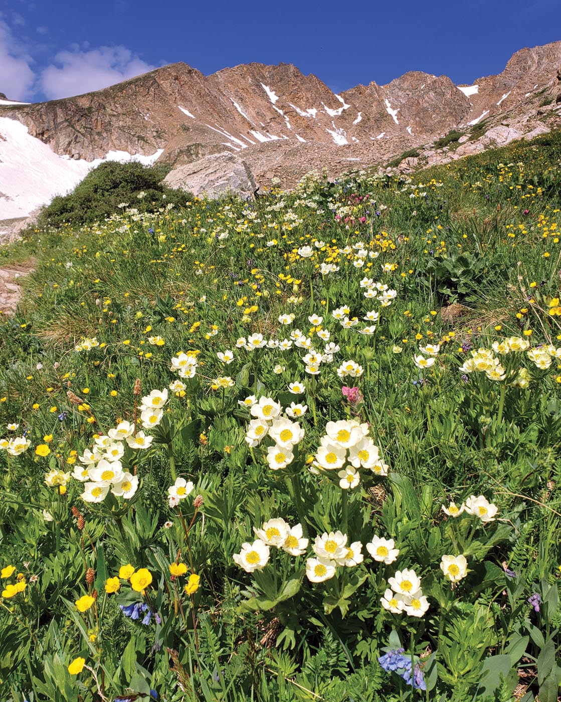 Globeflowers with white-to-cream colored blossoms are in the buttercup family. They often appear in large patches in high altitude summer meadows. This photo, taken along the trail to Emma Lake, shows globeflowers, blue chimingbells, and yellow alpine avens. Photo Courtesy: Bernie Nagy
