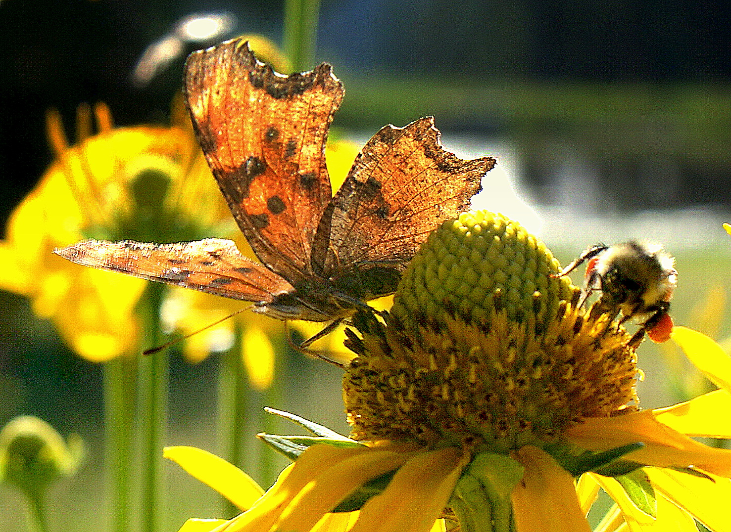 The tall coneflower attracts pollinators and can be found near stream sides and in moist soils. Photo Courtesy: Bernie Nagy (Picasa)