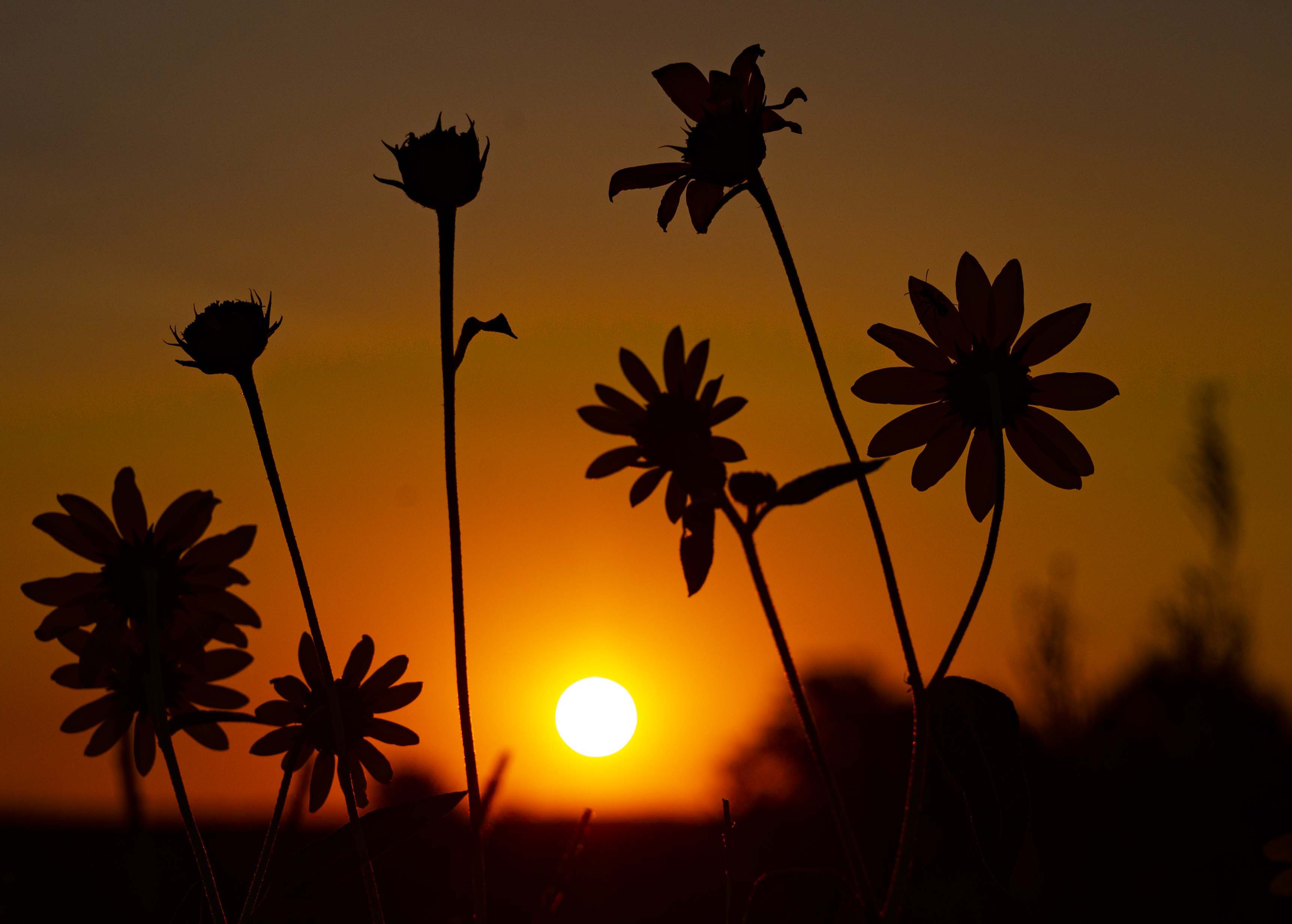 Sunflowers frame the sun as it rises over Trinidad Lake State Park Tuesday, Aug. 18, 2020, in sourthern Colorado. (The Gazette, Christian Murdock) (Christian Murdock/The Gazette)