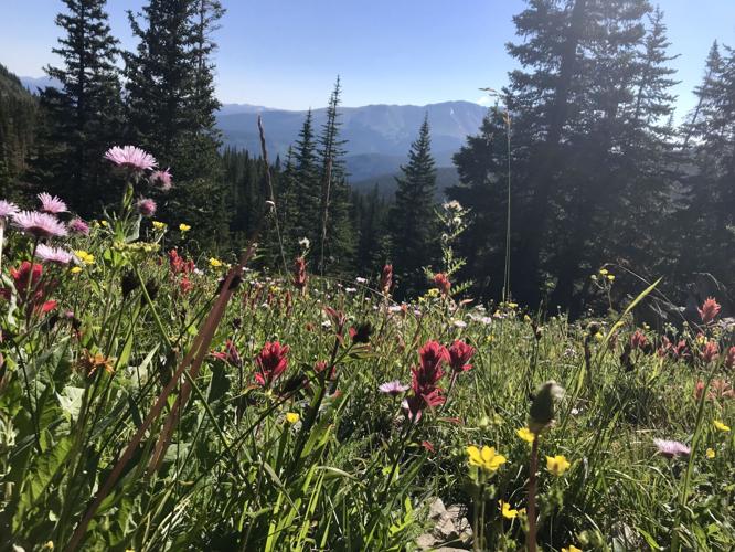 Top Colorado destination launches ‘Wildflower Watch’