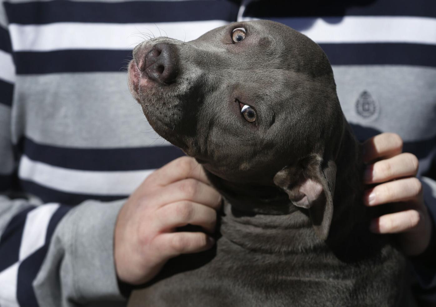 Aurora City Council will decide the fate of the city’s pit bull ban without public vote