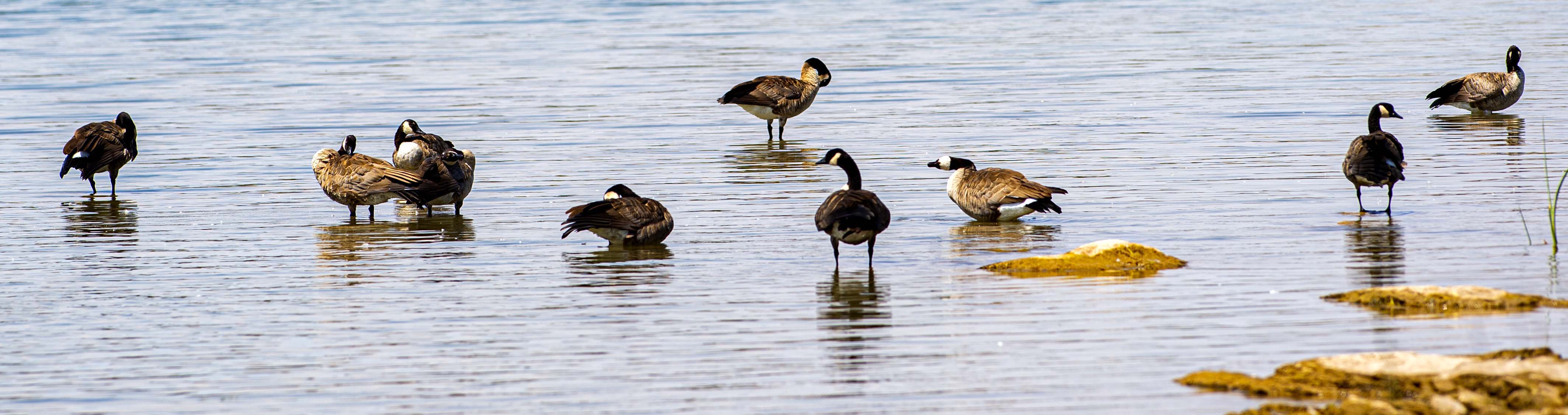 Canada geese stand on the shores of Horseshoe Lake in Lathrop State Park. Lathrop was Colorado’s first state park, opening in 1962. (Christian Murdock/The Gazette)