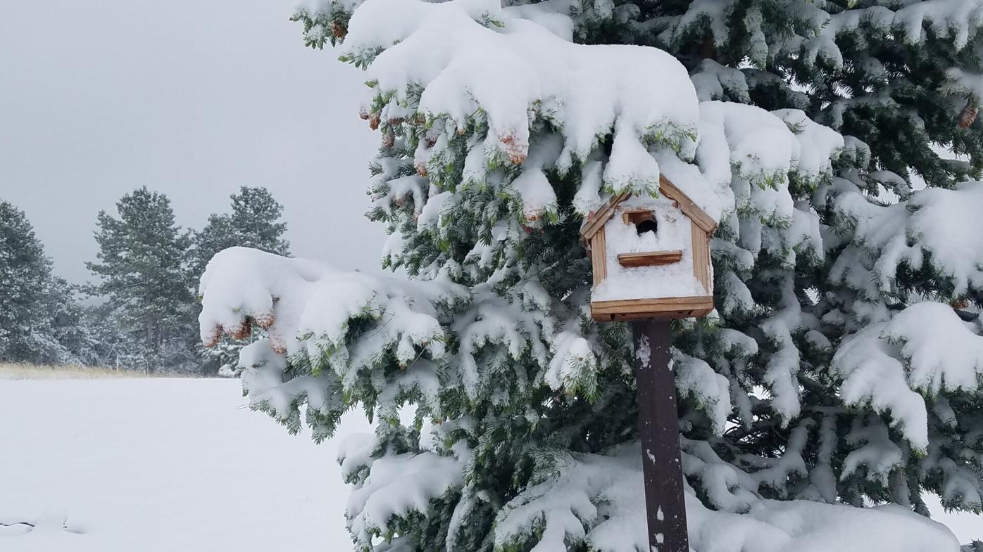 Protecting plants from Colorado cold fronts
