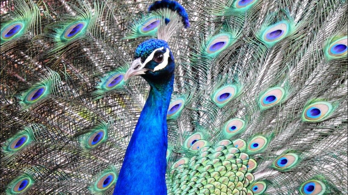 Denver Zoo sets new sustainability goals