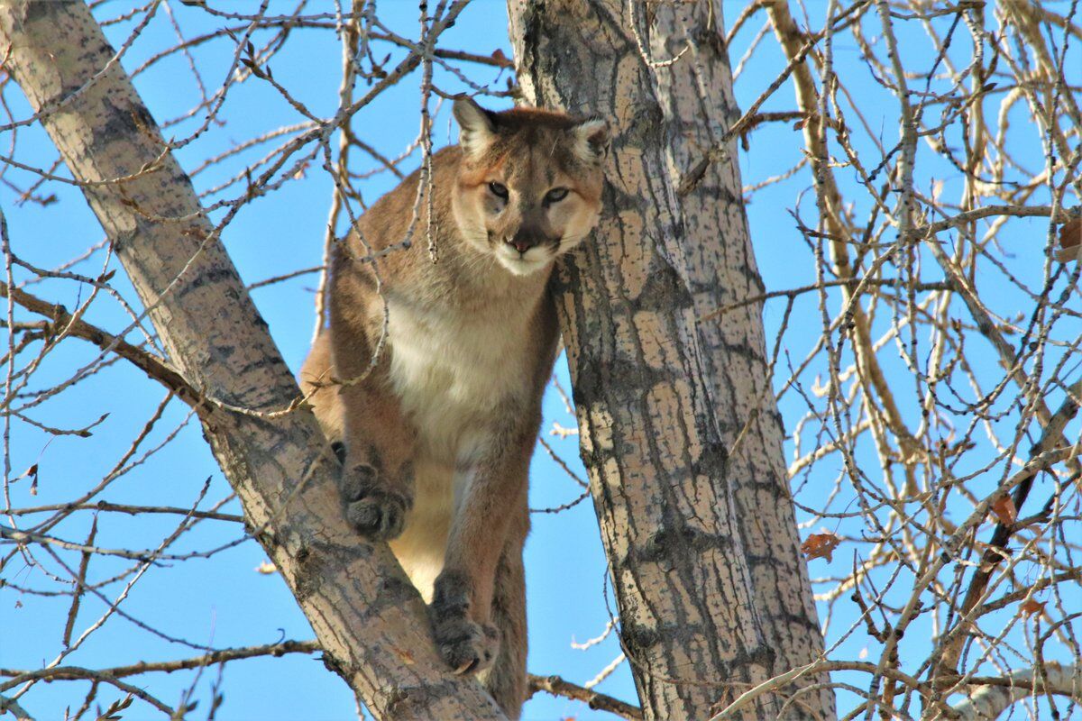 Mountain lion reportedly killing multiple pets on Colorado Front Range