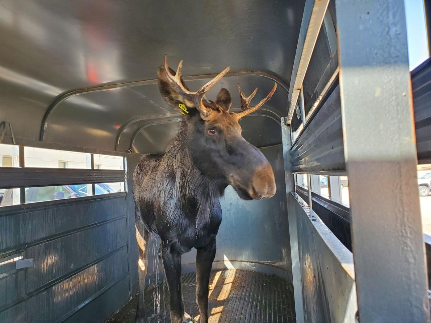 Wildlife officers give 700-pound moose a bath after rescuing him from Fort Carson
