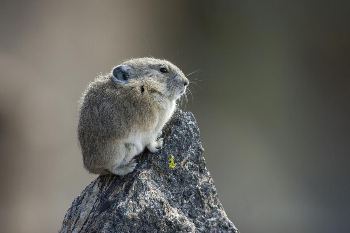 Rocky mountain pika