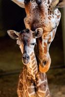 calf2.jpg