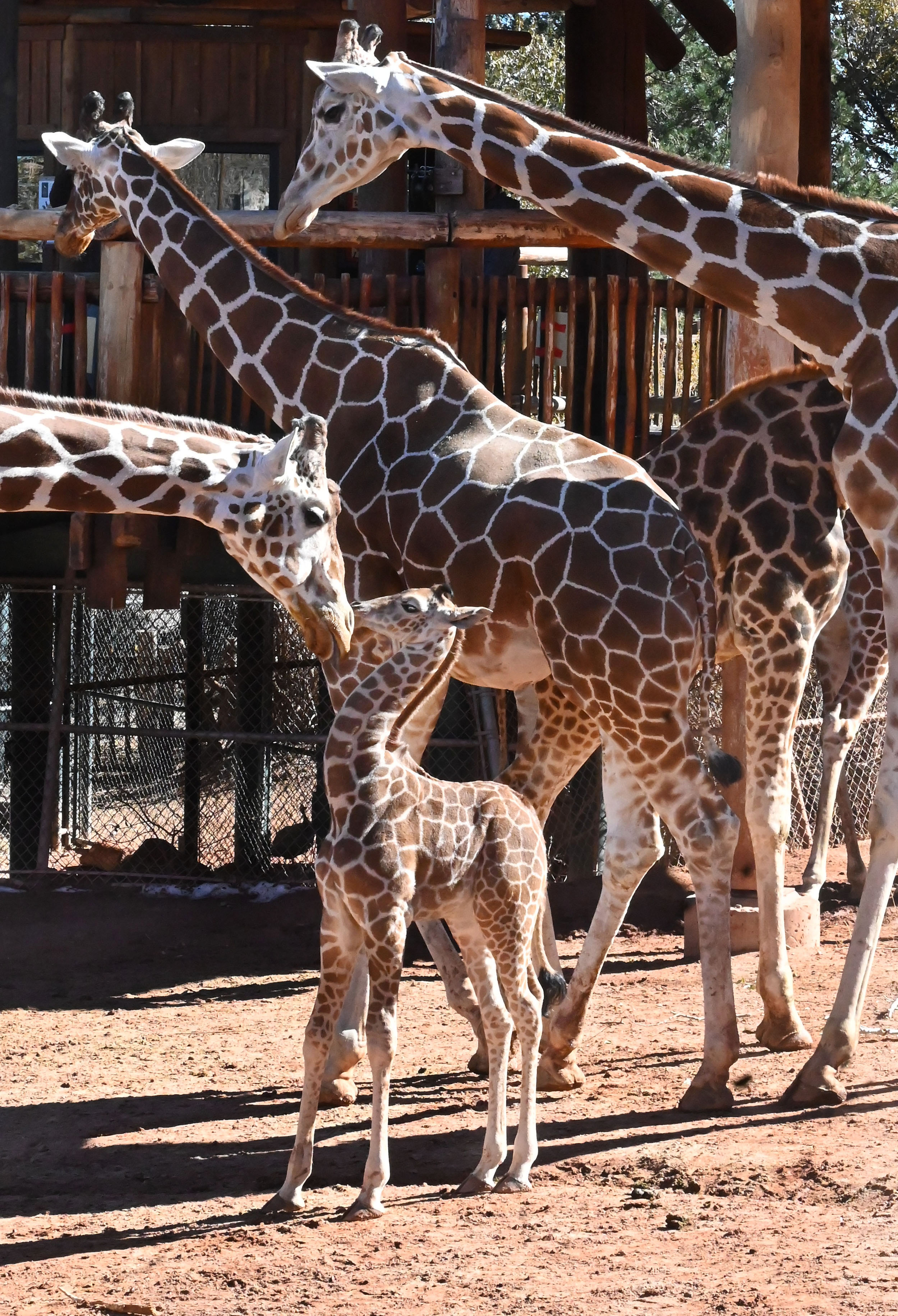 Cheyenne Mountain Zoo names newest baby giraffe