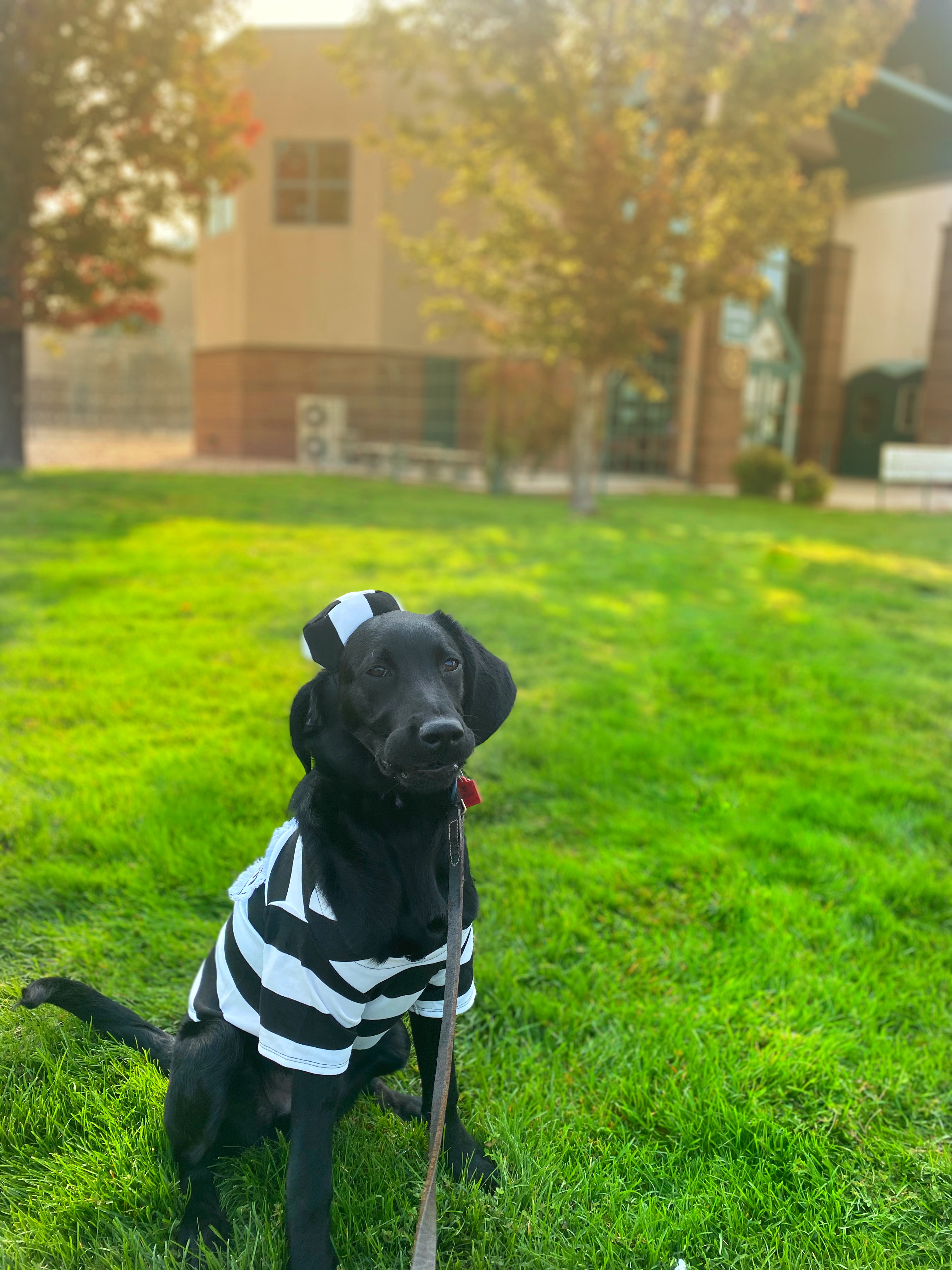Prison dog training program provides second chance for all involved