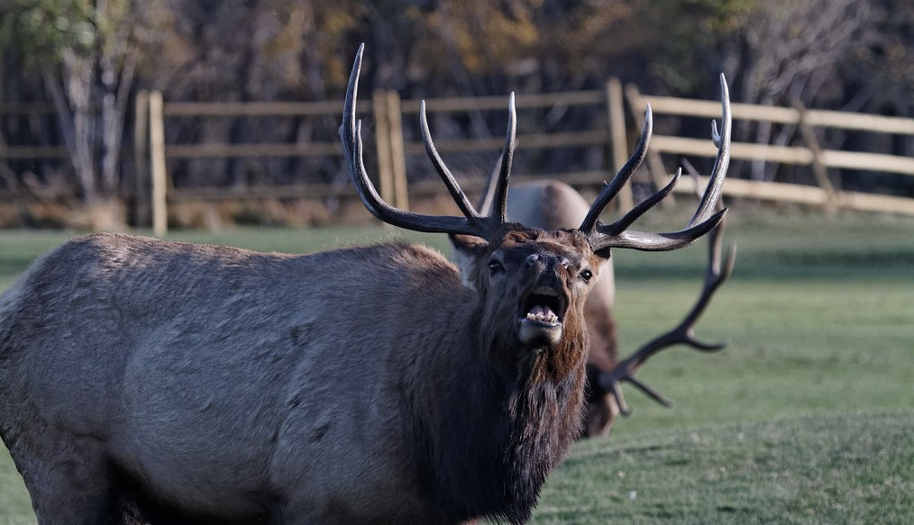 Elk gores man at Colorado golf course