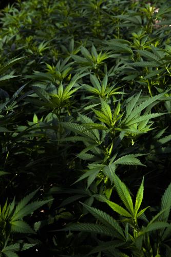 101120-biz-hemp-depot 02