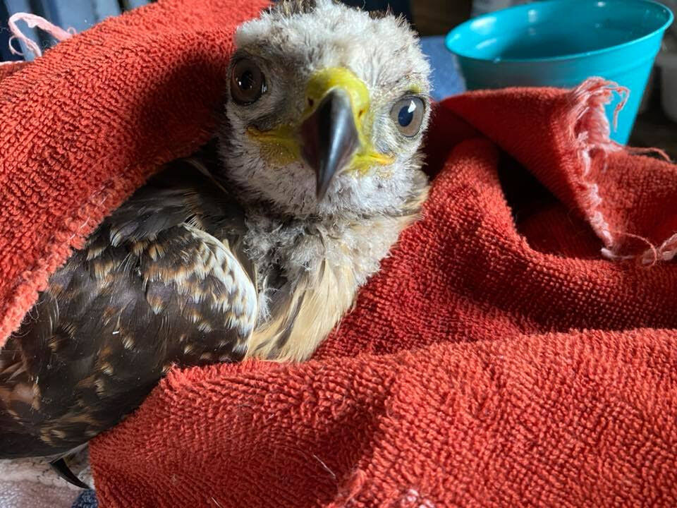 Applications open for third annual wildlife rehabilitation grants