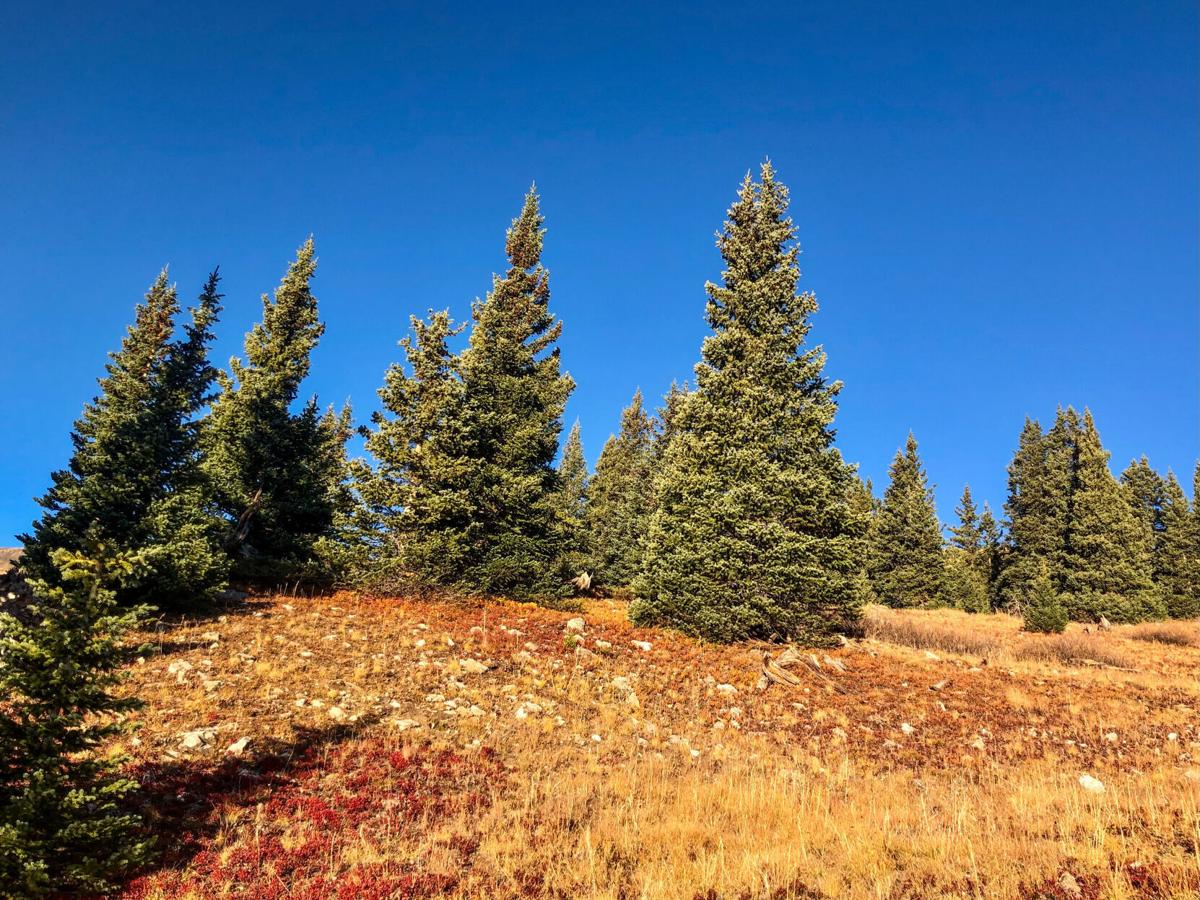 Exiting the aspen grove, approaching treeline. Photo Credit: Spencer McKee.