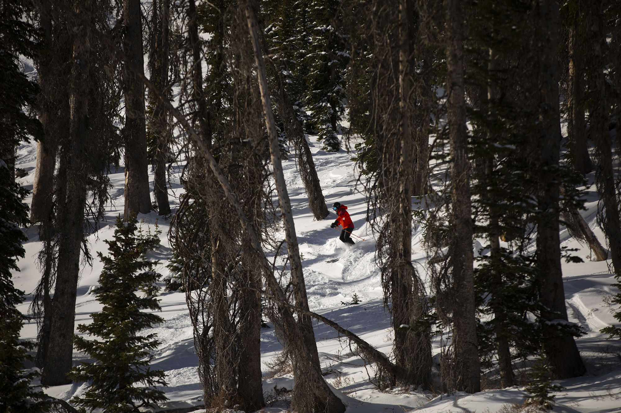 A skier cuts through the trees at Wolf Creek Ski Area in Colorado on Wednesday, Oct. 28, 2020. Wolf Creek is the first ski area in Colorado to open for the 2020-21 season, with a snow total of 24 inches. Treasure, Bonanza and Nova lifts are in full operation. Due to COVID-19, all indoor facilities are closed, excluding bathrooms, social distancing and wearing of masks are required. (Chancey Bush/ The Gazette) (Chancey Bush The Gazette)
