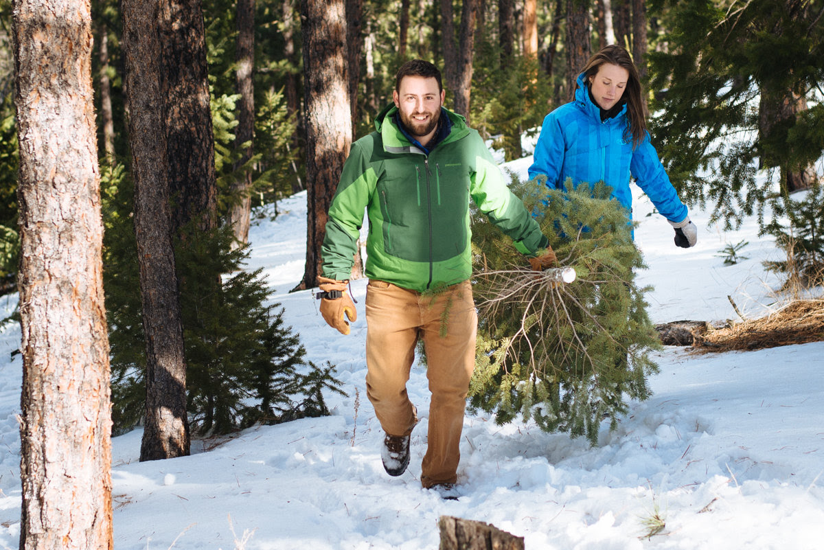 Applications to open for Golden Gate Canyon’s Christmas tree-cutting lottery