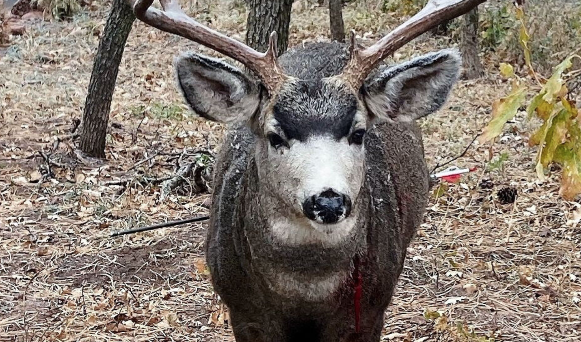 Wildlife authorities seek help in catching poacher who left deer to die